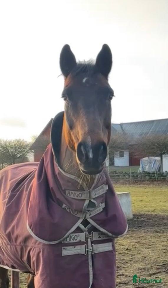  hästar Schysst valack till allround / hobby - Annons 1