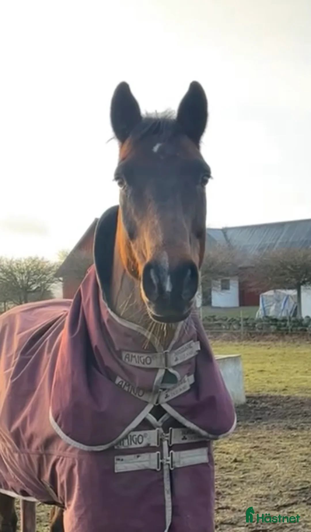 Allround hästar till salu: Schysst valack till allround / hobby - Annons 1