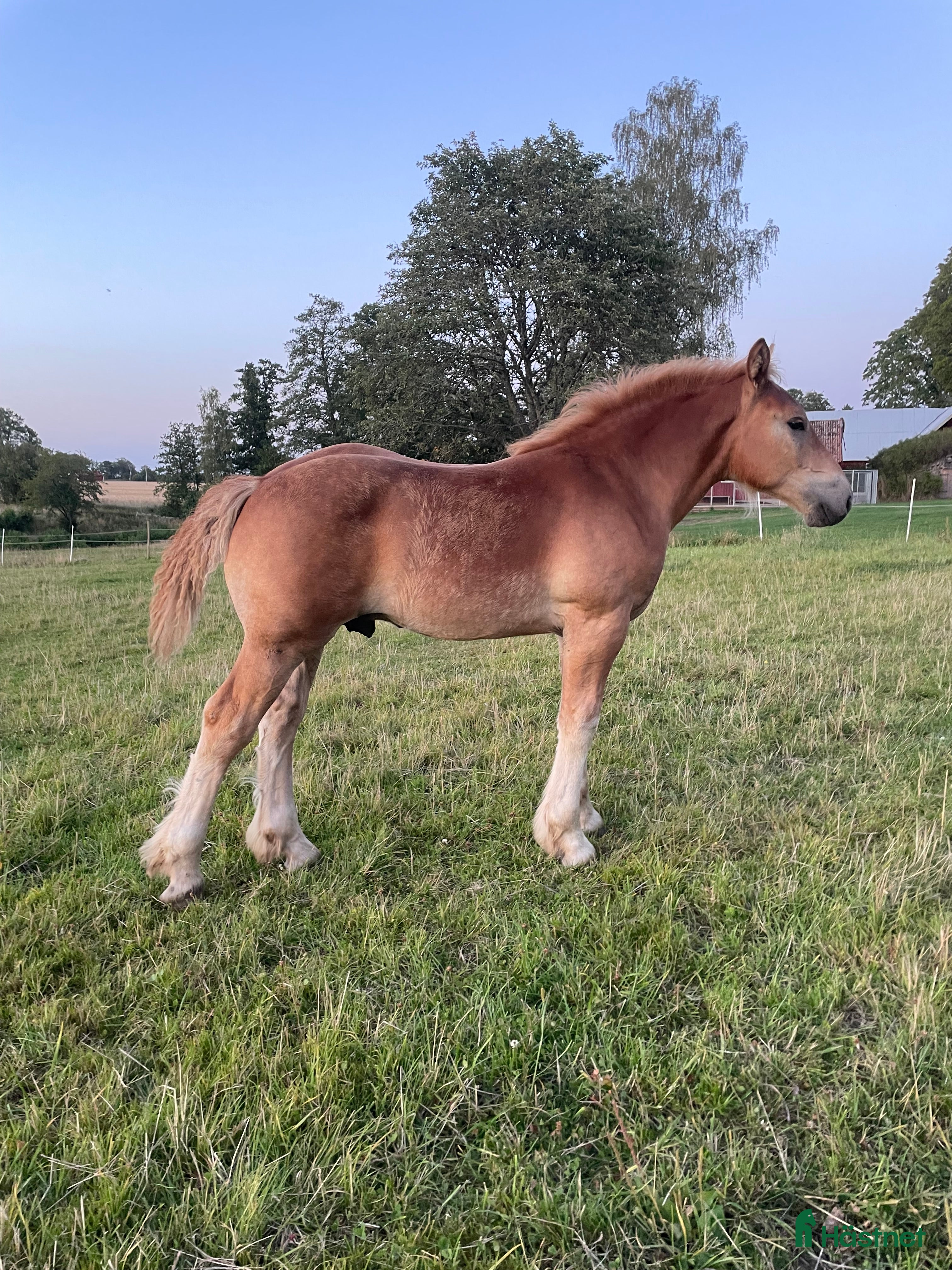  hästar Välväxt hingstföl i Skara - Annons 5