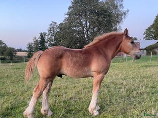 hästar Välväxt hingstföl i Skara - Annons 2