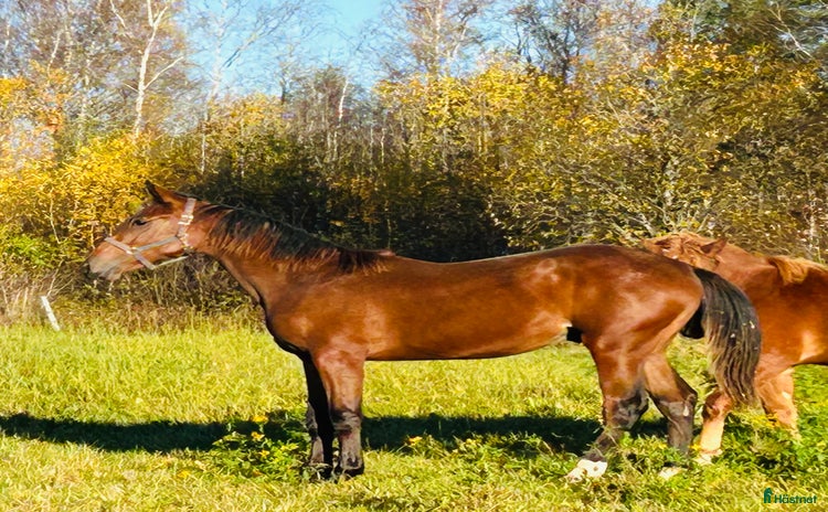  hästar i Jorois - Annons 5