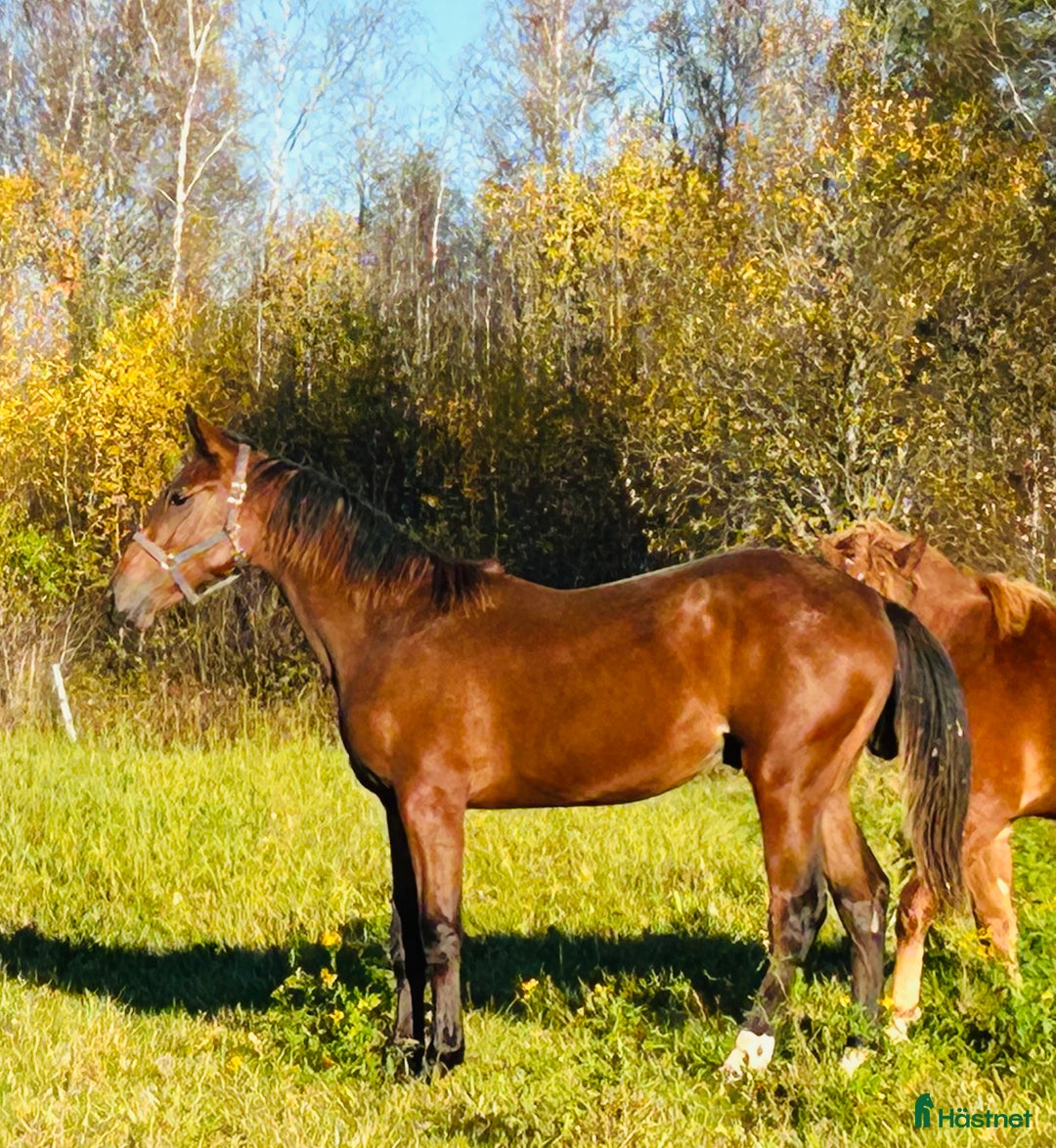 Hoppning hästar till salu: Poker de Mariposa - Quaprice colt, proven  damline i Jorois - Annons 1
