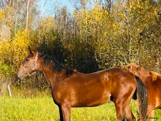 Hoppning hästar till salu: Poker de Mariposa - Quaprice colt, proven damline i Jorois - Annons 1