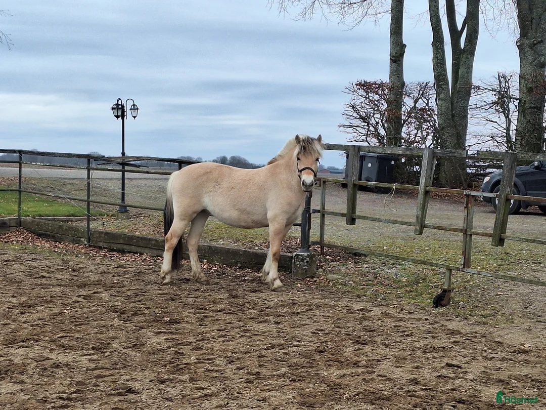 Allround hästar till salu: Trevligt 4 års sto - Annons 2