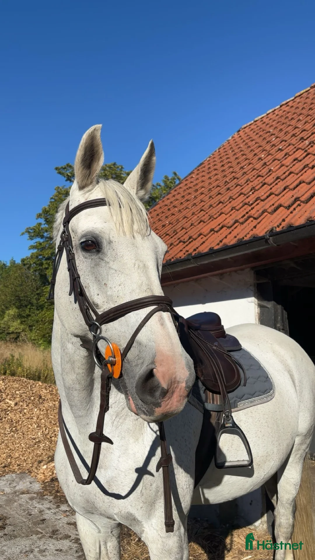 Allround hästar till salu: Perfekt mor och dotter häst - Annons 1