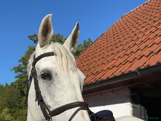 hästar Perfekt mor och dotter häst - Annons 5