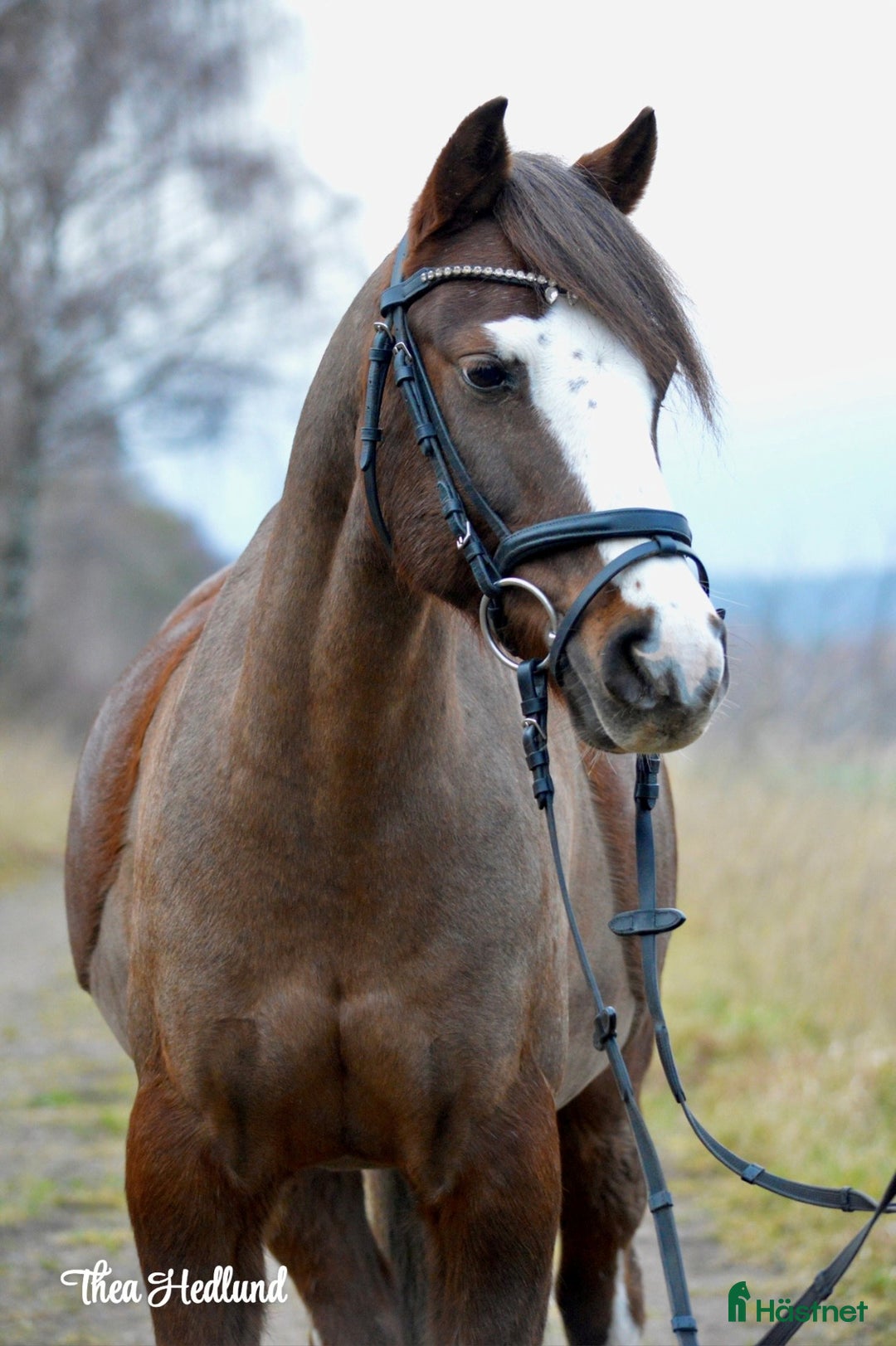 Allround hästar till salu: Välriden ponny i Norrköping - Annons 2