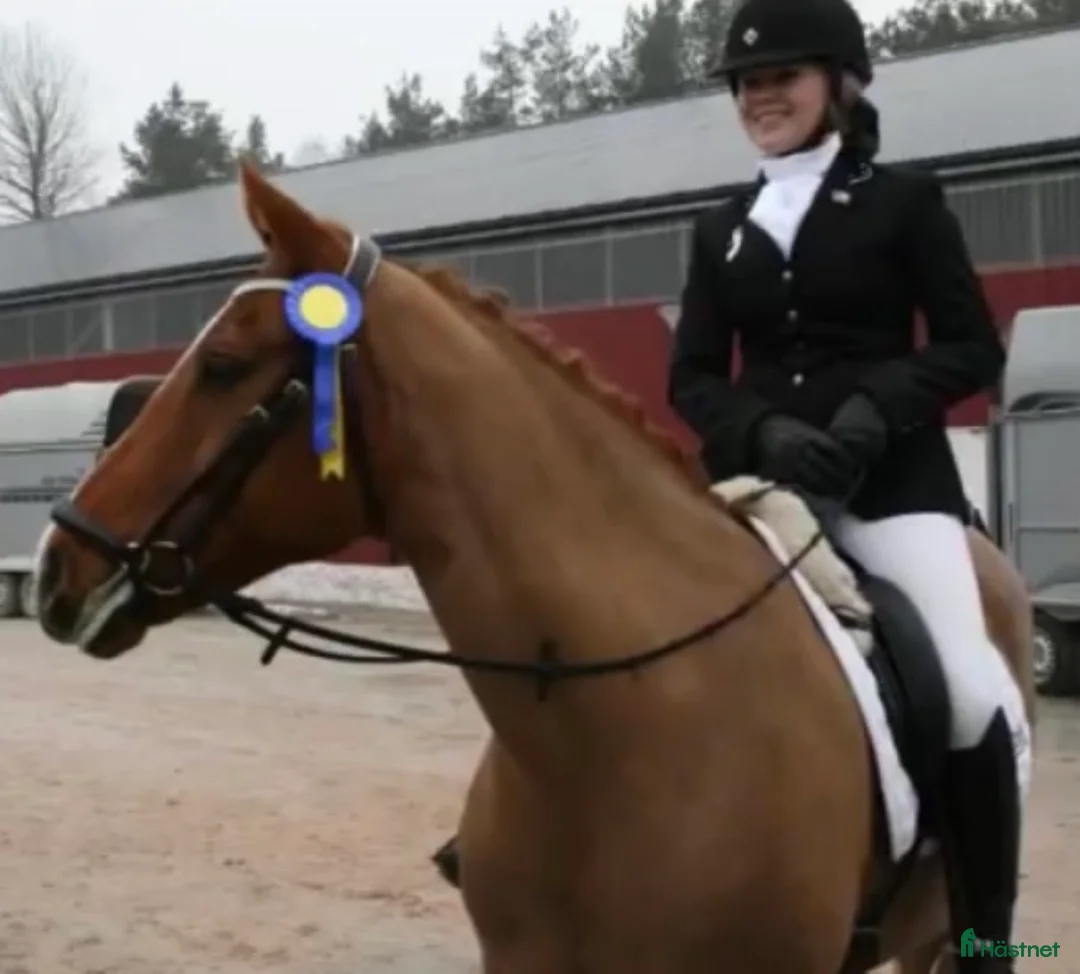 Jackor & Kavajer ryttarutrustning till salu: RIDKAVAJ MED BLING!  - Annons 2