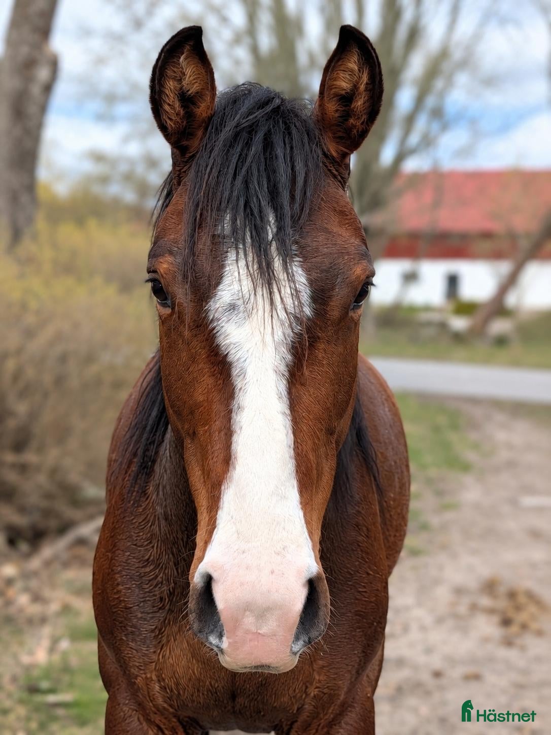  hästar Kvick och spänstig 3-åring med stort hopp! - Annons 7