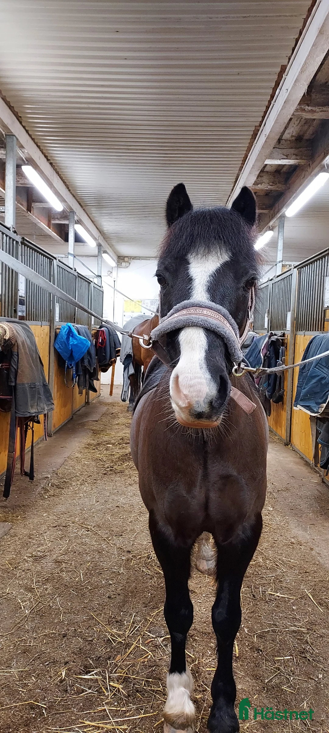 Dressyr hästar till salu: Läromästare i dressyr  - Annons 2