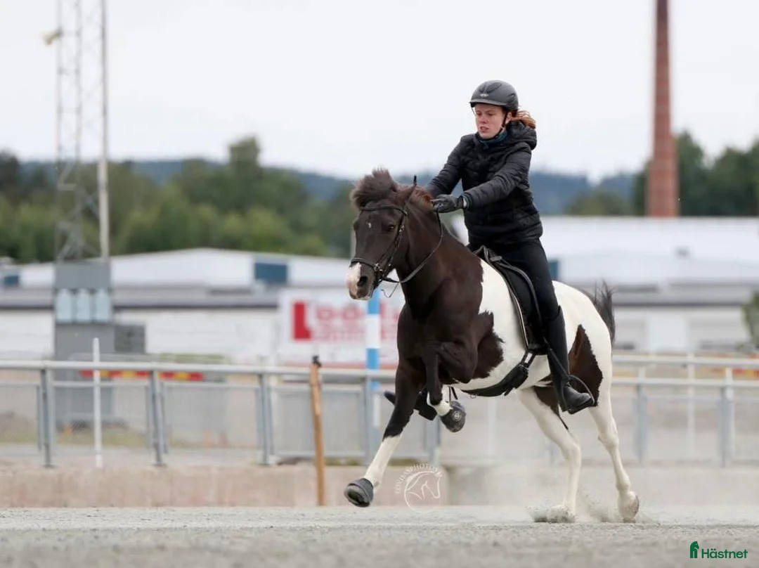Island hästar till salu: Supersnällt femgångssto letar efter sitt nya hem. - Annons 1
