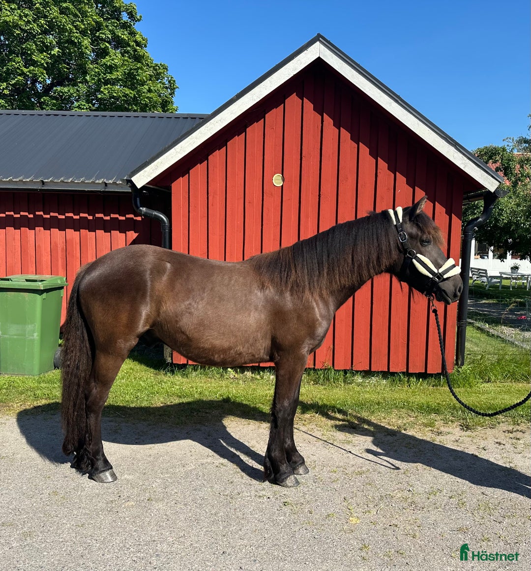 Allround hästar till salu: Snygg Nordsvensk (tingad till 6/12) i Grästorp - Annons 6