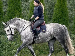 hästar Incredible looking Allrounder for New Year - Annons 17