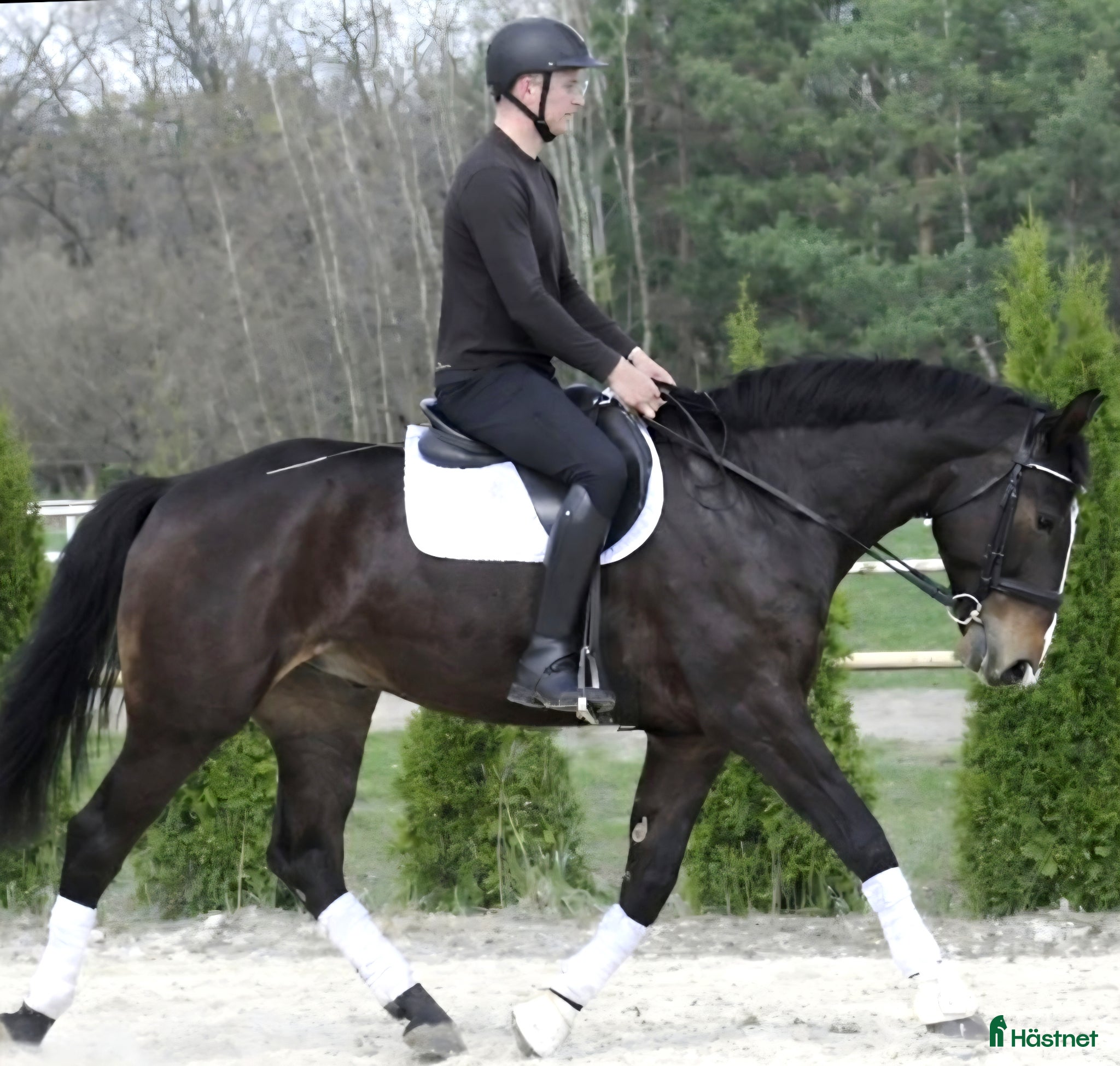 Allround hästar till salu: Stunning Premium Allrounder - Annons 2
