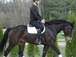 Allround hästar till salu: Stunning Premium Allrounder - Annons 2
