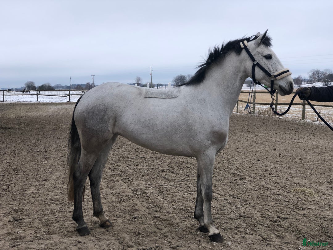 Hoppning hästar till salu: Kapabel D-ponny, kan ses på Grevagården v42! i Trollhättan - Annons 3