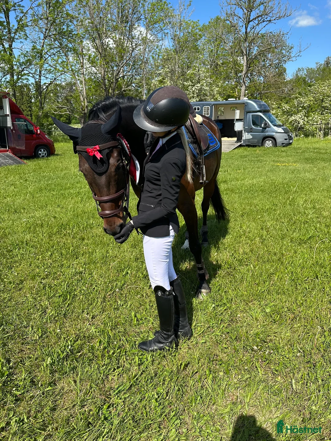Hoppning hästar till salu: Coolt sto med mycket scope i Täby - Annons 2