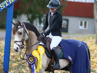 hästar Mästerskapsponny med internationell kapacitet - Annons 16