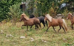 Island hästar till salu: 3 islandsston av hög kvalitet säljes pga flytt  i Fjärås - Annons 14