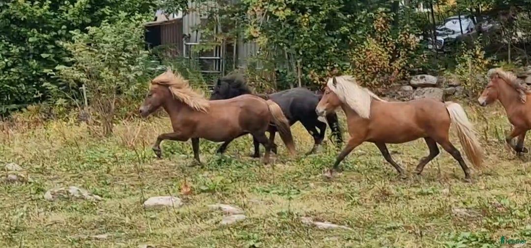 Island hästar till salu: 3 islandsston av hög kvalitet säljes pga flytt  i Fjärås - Annons 14