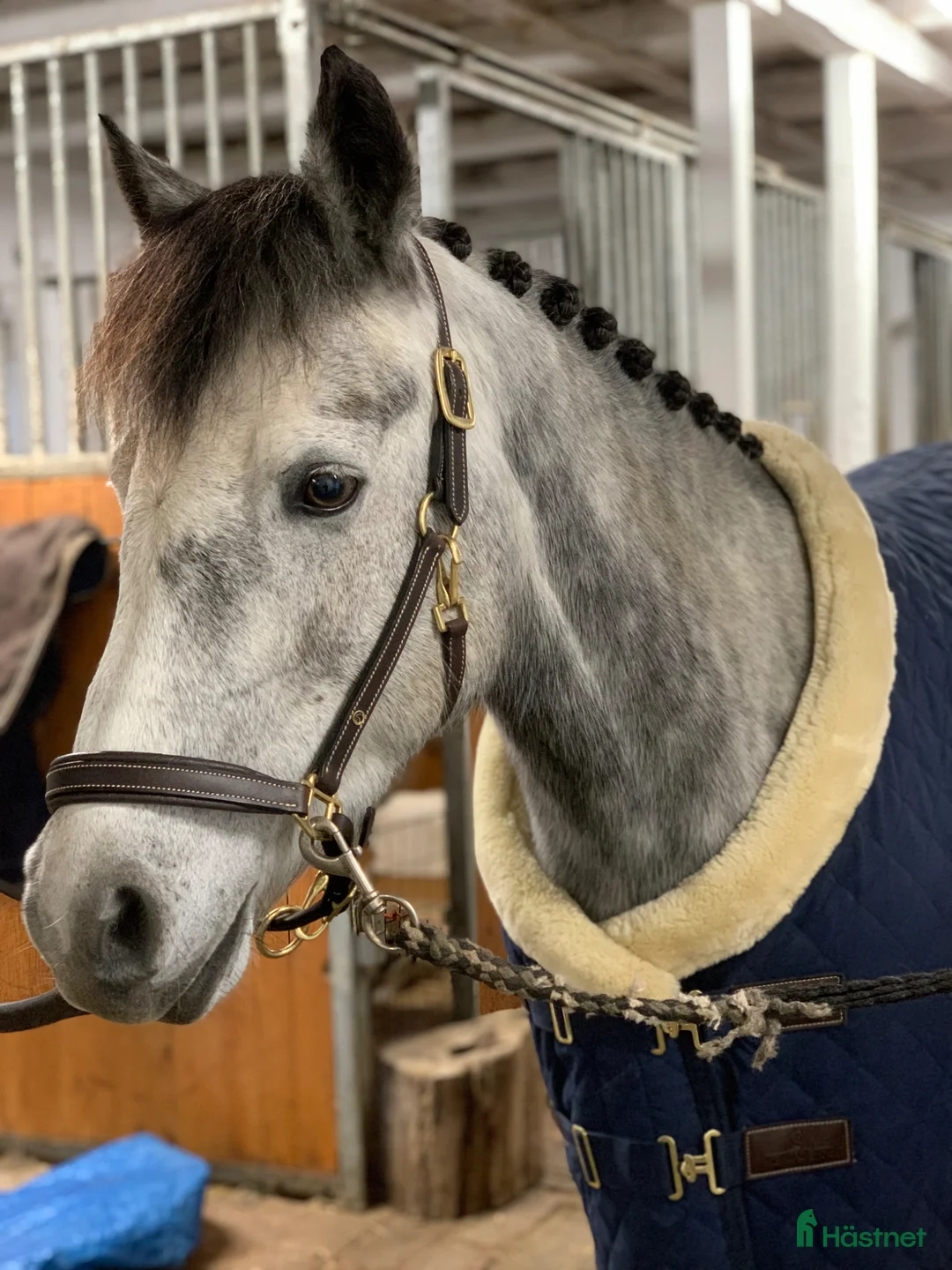 Täcken hästutrustning till salu: Kentucky tävlingstäcke - Annons 2