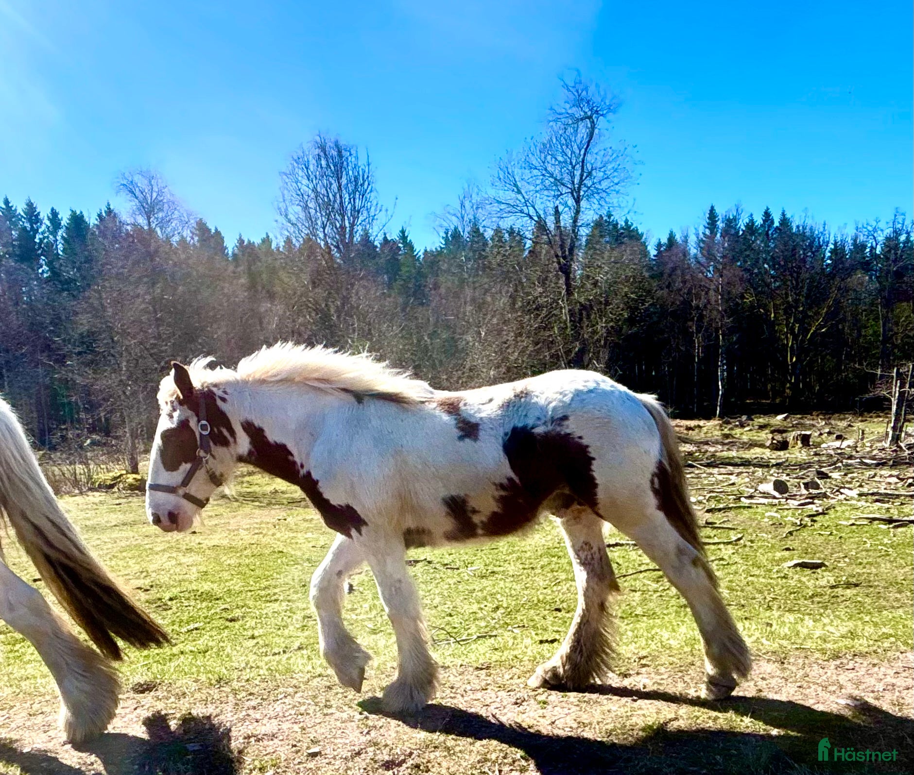  hästar Hanterad mer än de flesta  - Annons 18