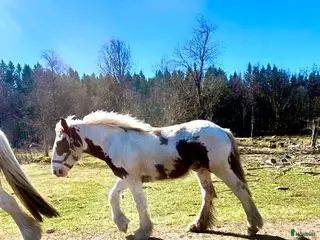 hästar Hanterad mer än de flesta - Annons 10