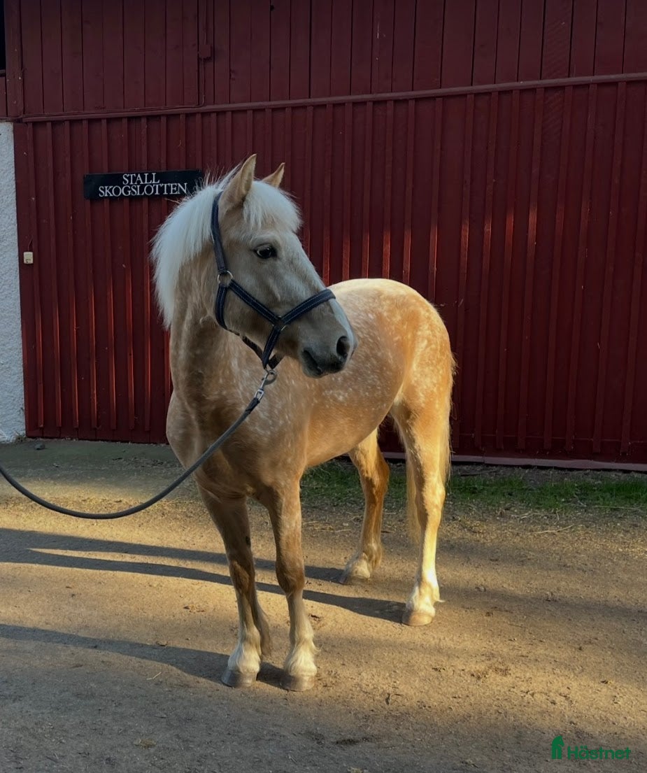  hästar Trevlig och okomplicerad inriden valack - Annons 2