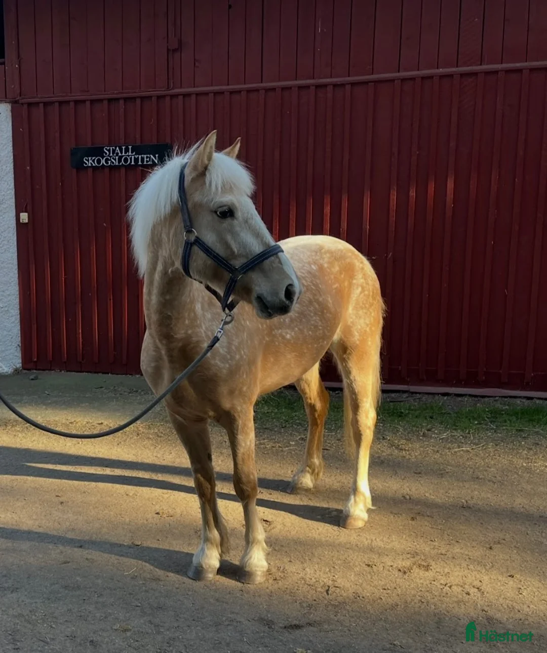 Allround hästar till salu: Trevlig och okomplicerad inriden valack - Annons 1