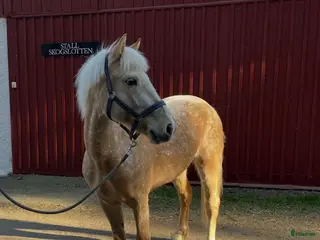hästar Trevlig och okomplicerad inriden valack - Annons 2