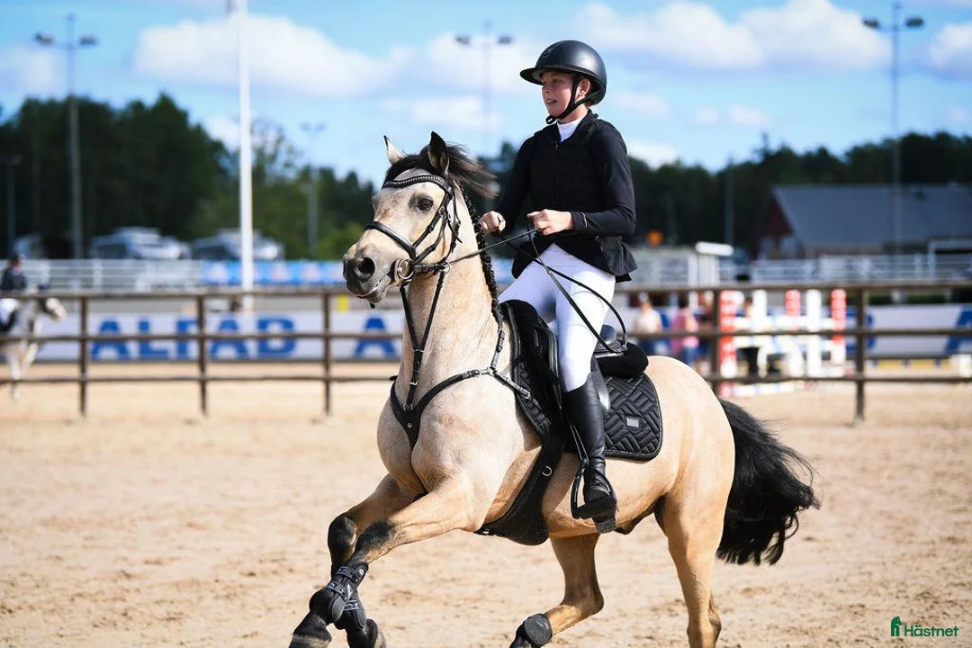 Hoppning hästar till salu: Killegar Cloonisle Hope - Diego - Annons 2