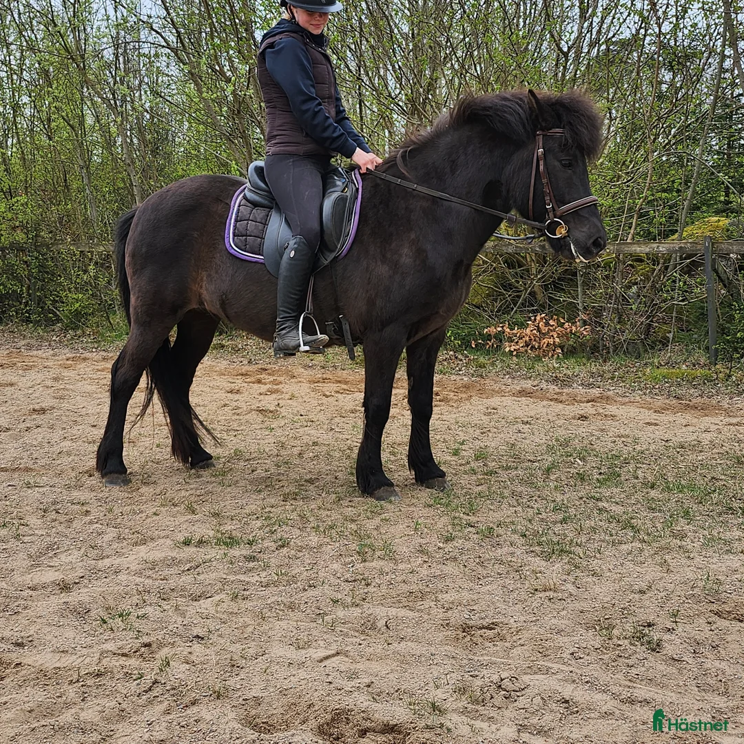 Island hästar till salu: Trevligt sto för avel eller ridning - Annons 3