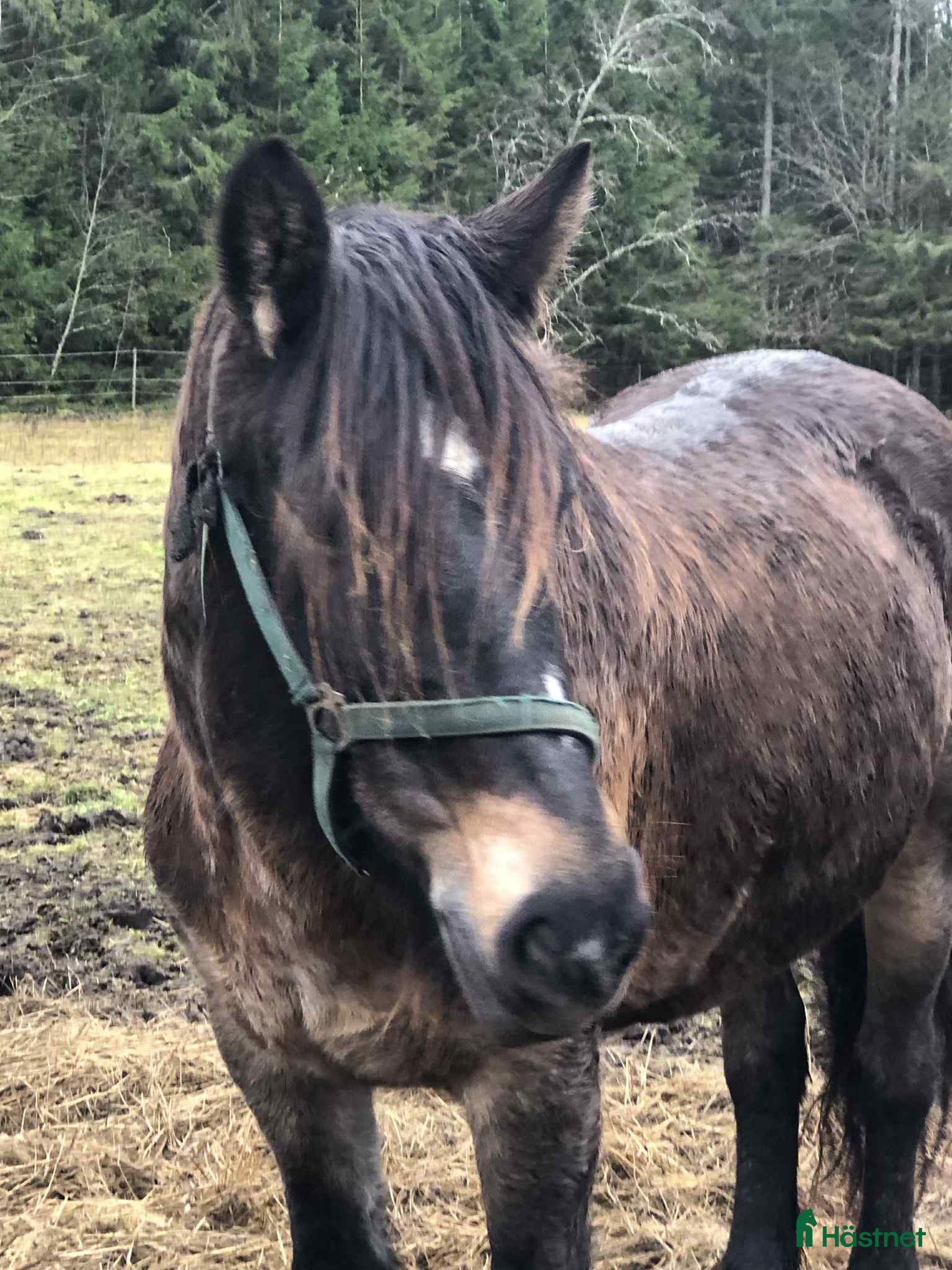  hästar Mycket trevligt inridet sto söker sista hem i Borlänge - Annons 5