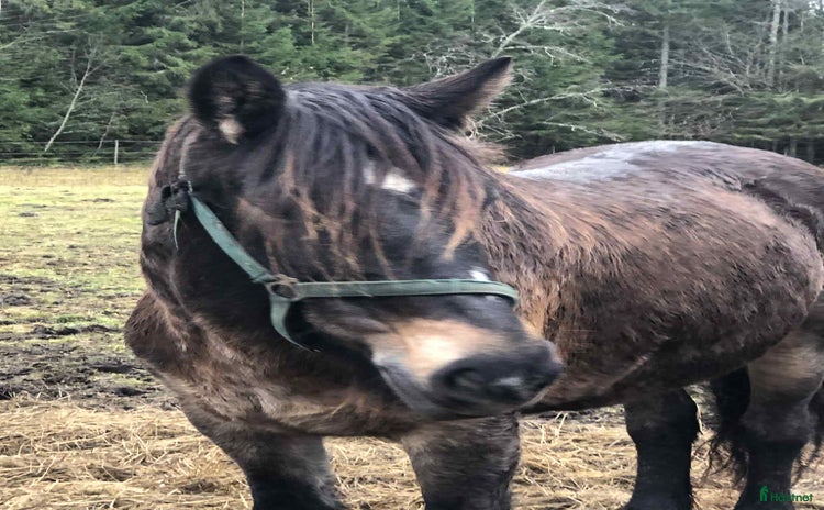 hästar i Borlänge - Annons 2