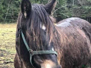 hästar Mycket trevligt inridet sto söker sista hem i Borlänge - Annons 2
