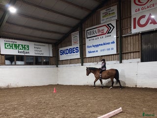 hästar Söker ponny i Tierp - Annons 2