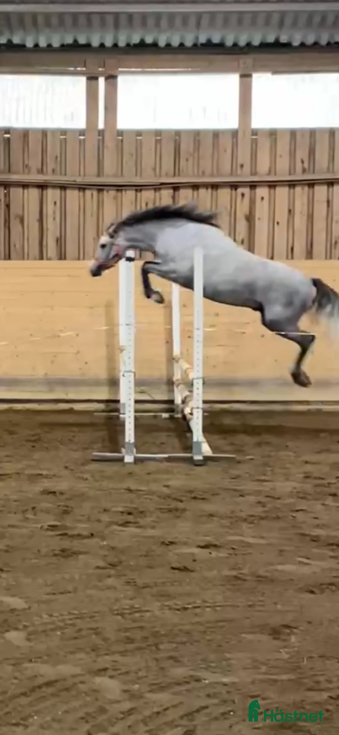 Allround hästar till salu: Snygg welsh ponny i Tun - Annons 4