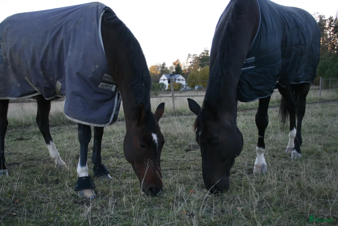  stallplats finnes: Lediga boxar på Ekerö🌾 - Annons 1