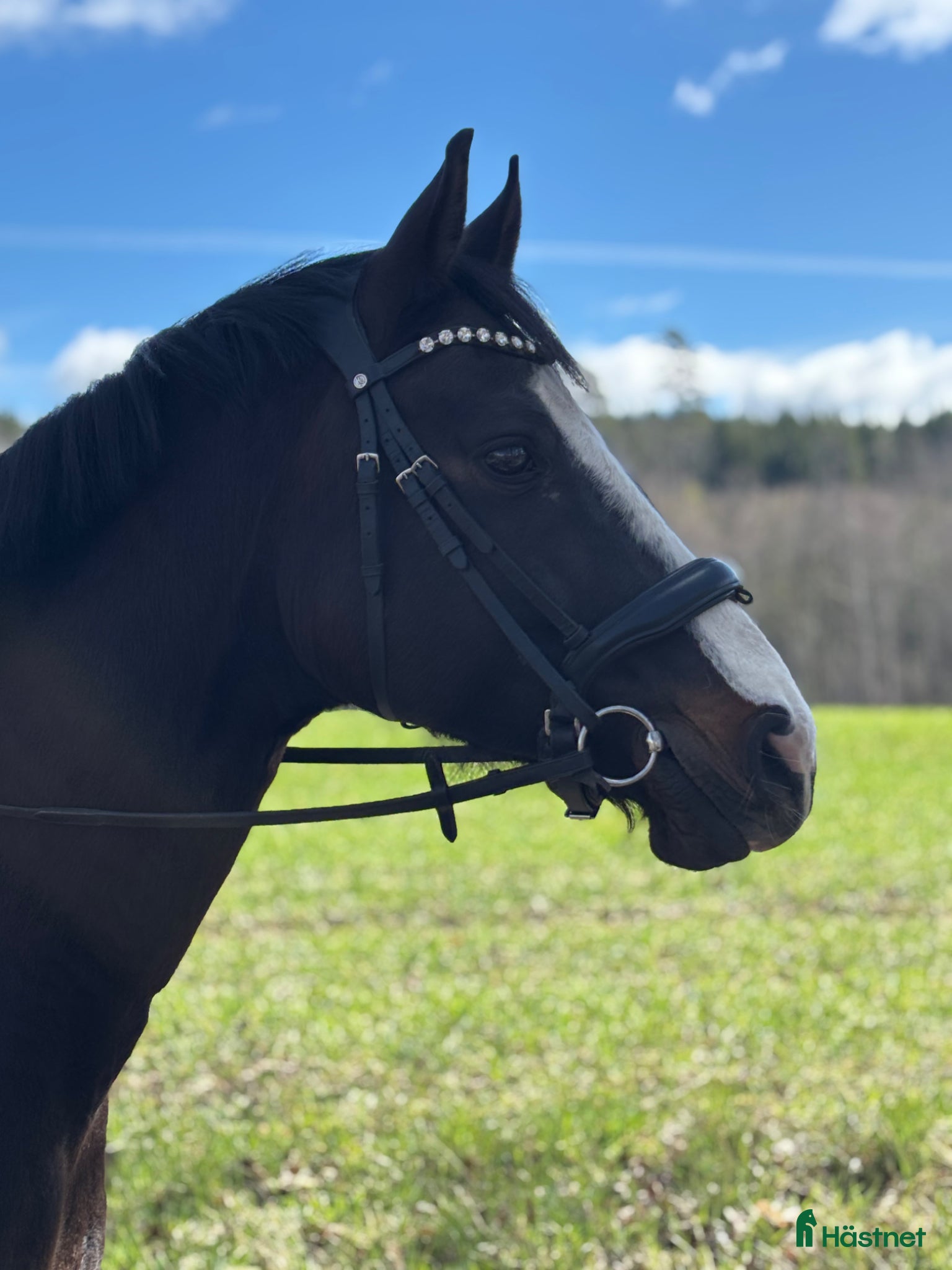  hästar Dressyrhäst med stor potential – “Jack”  - Annons 2