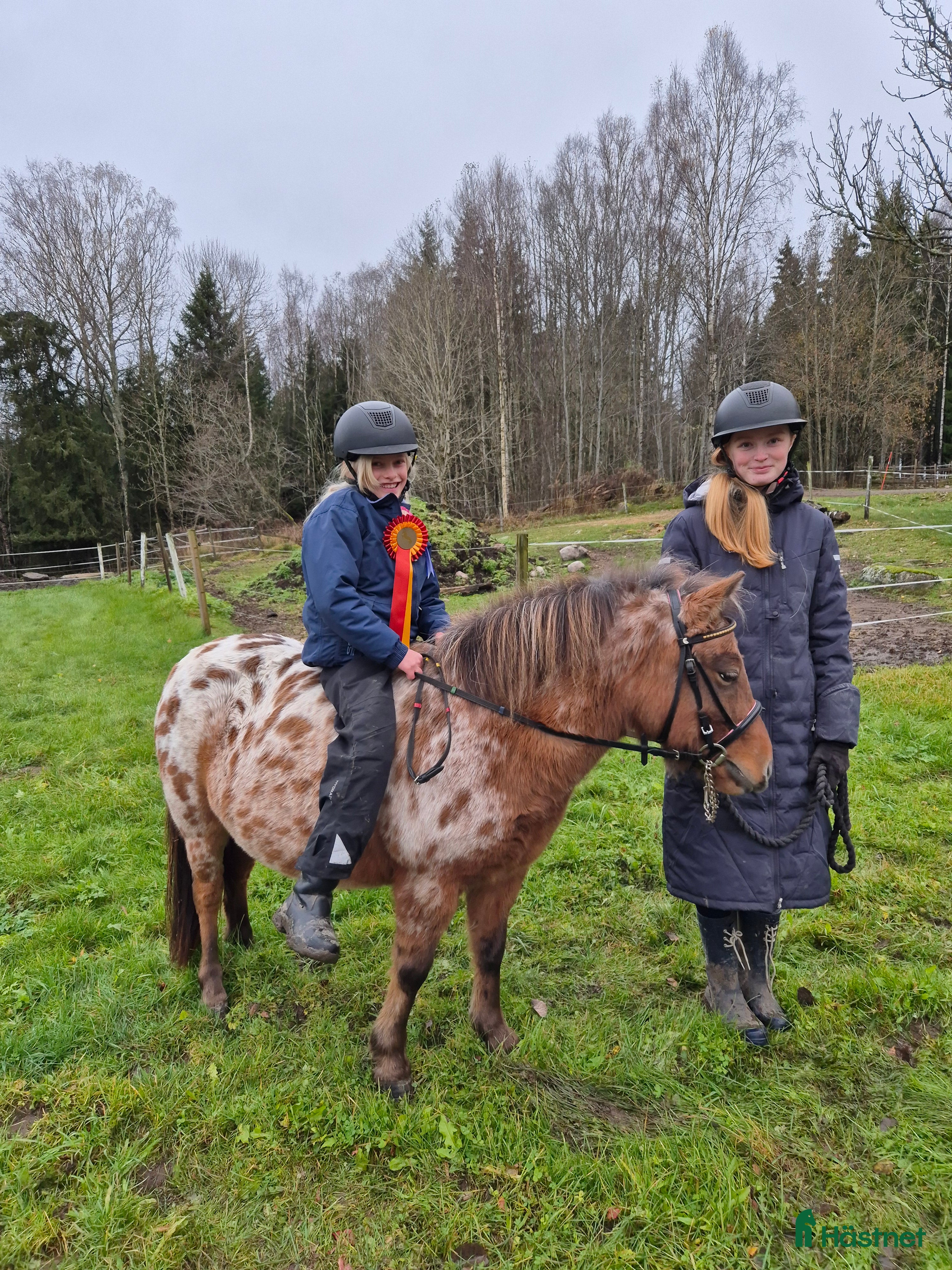  hästar Sällskap, ponnyridning, körning!? i Karlstad - Annons 13