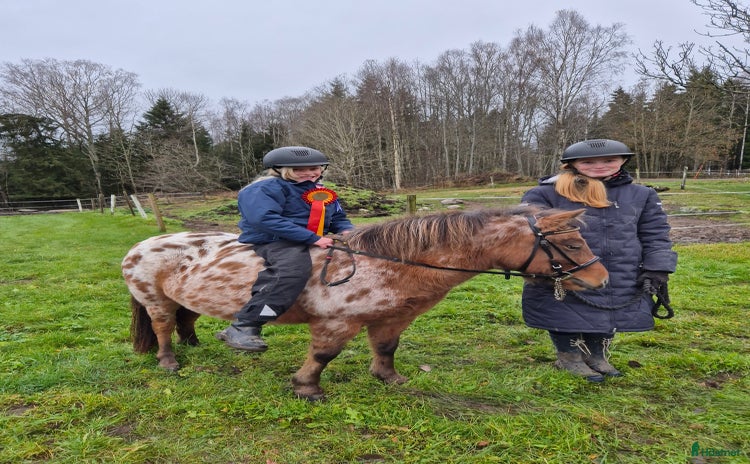  hästar i Karlstad - Annons 16