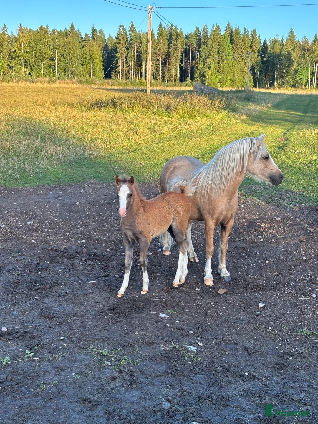 Allround hästar till salu: Sockersöta Welshföl  i Luleå - Annons 2