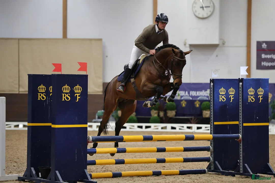  avel finnes: ✨A Magic Twist✨ Premierad SWB hingst - Annons 1