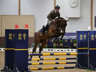 avel ✨A Magic Twist✨ Premierad SWB hingst - Annons 6