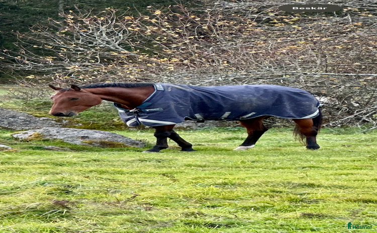 Täcken hästutrustning till salu: Rambo duo force i Täby - Annons 2
