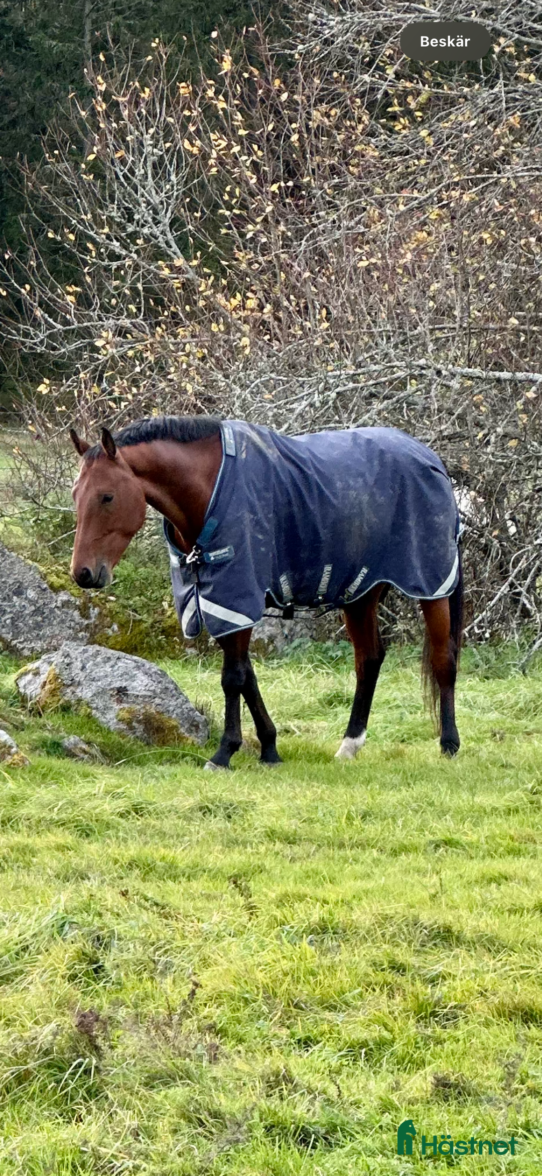 Täcken hästutrustning till salu: Rambo duo force i Täby - Annons 1
