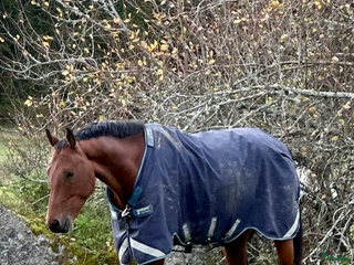 Täcken hästutrustning till salu: Rambo duo force i Täby - Annons 3