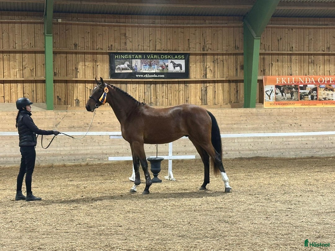 Hoppning hästar till salu: Hopptalang med många plus! i Östansjö - Annons 3