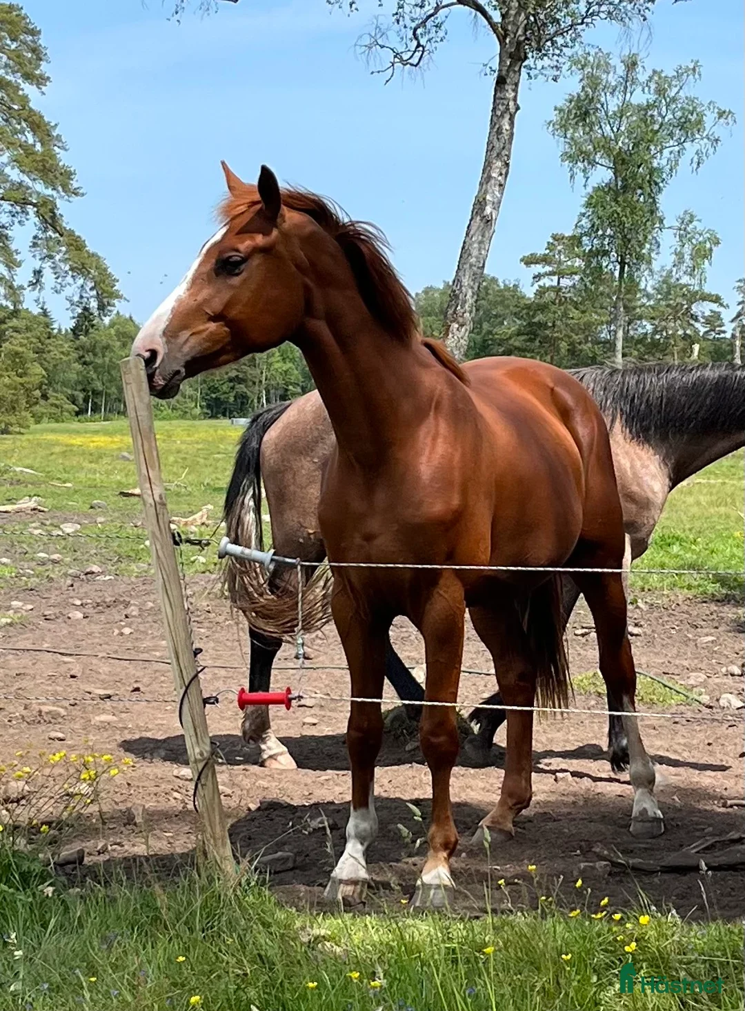 Hoppning hästar till salu: Trevligt inridet hoppsto. i Knäred - Annons 2
