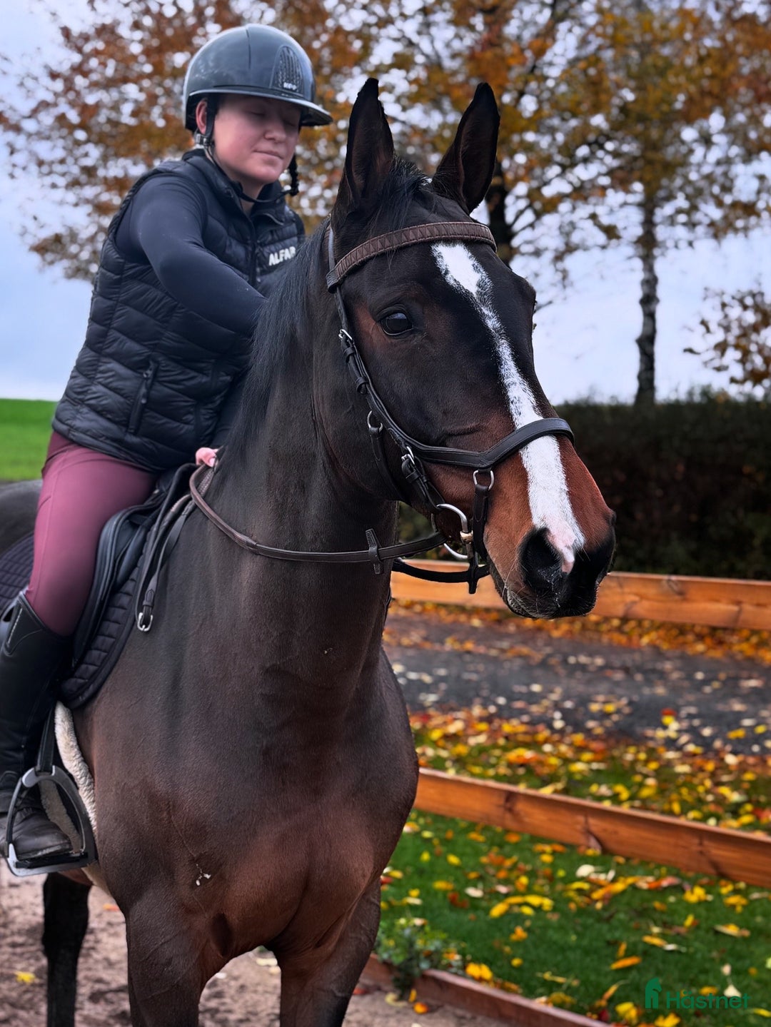 Hoppning hästar till salu: Okomplicerad storhäst i Tomelilla - Annons 1